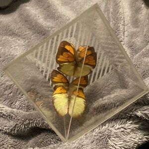 Vintage Butterfly Display in Acrylic Cube